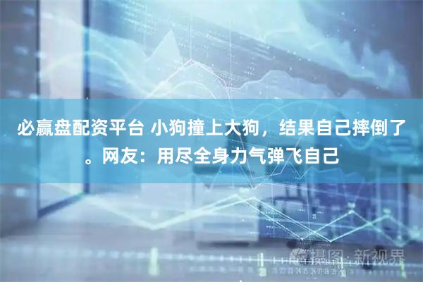 必赢盘配资平台 小狗撞上大狗，结果自己摔倒了。网友：用尽全身力气弹飞自己